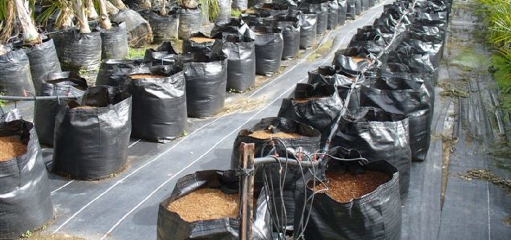 Grow Bags in Use 2